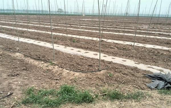 �����ι�