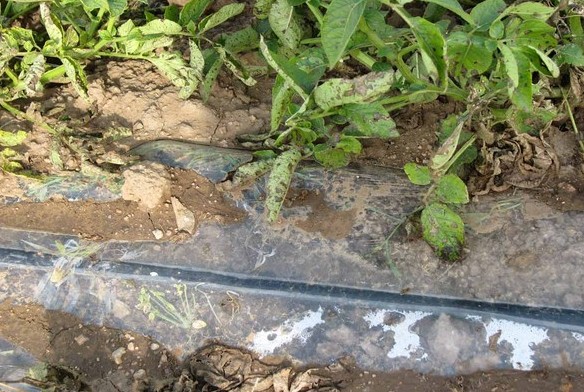 �߲�Ĥ�µι�