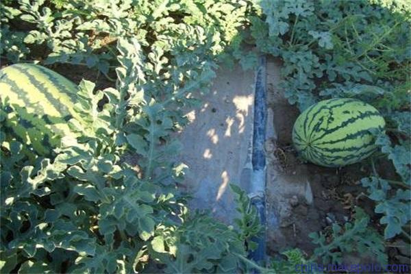 ���ϴ���ι�